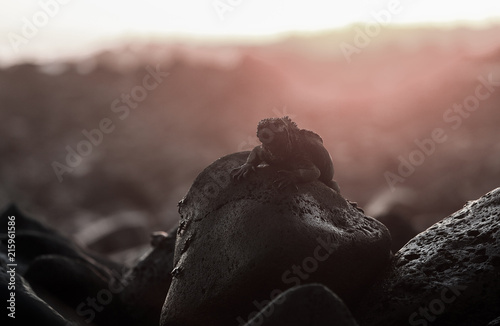 Marine iguana on rocky coastline at sunset, Galapagos Islands
