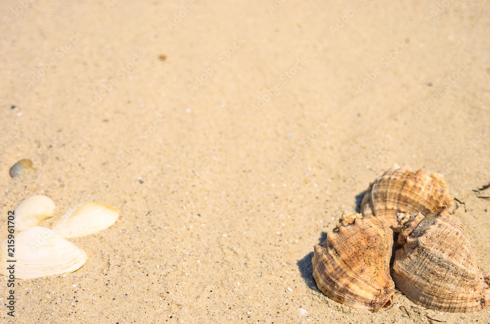 Seashells on a sand background with copy space Seashells on a sand background with copy space