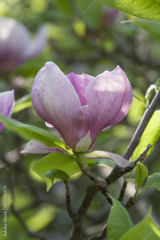 A blossoming magnolia flower