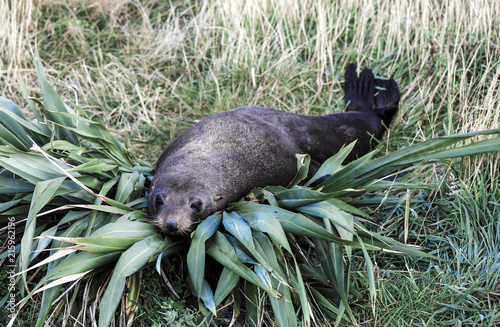 New Zealand fur seal (Arctocephalus forsteri) resting on flax bush  photo