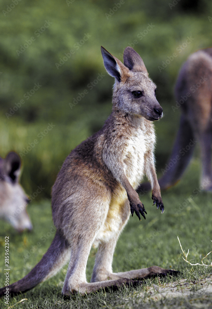Young eastern grey kangaroo (Macropus giganteus)