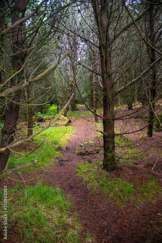 Magical forest at Faroe Islands Magical forest at Faroe Islands