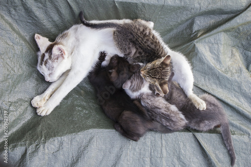 White cat with four little kittens © smuki