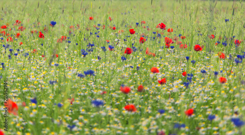 field of summer flowers 
