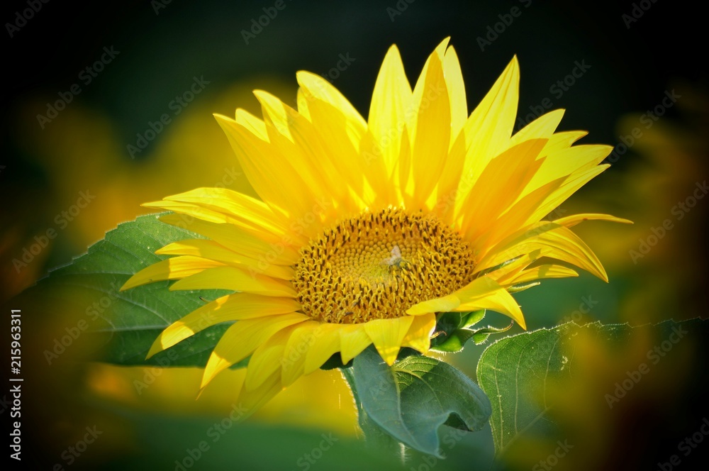 Fototapeta premium A feu doux