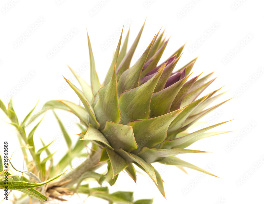 Flora of Gran Canaria - globe artichoke Flora of Gran Canaria - globe artichoke