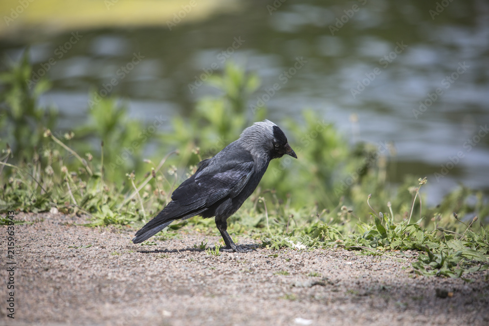 Obraz premium Birds in Malmö Park