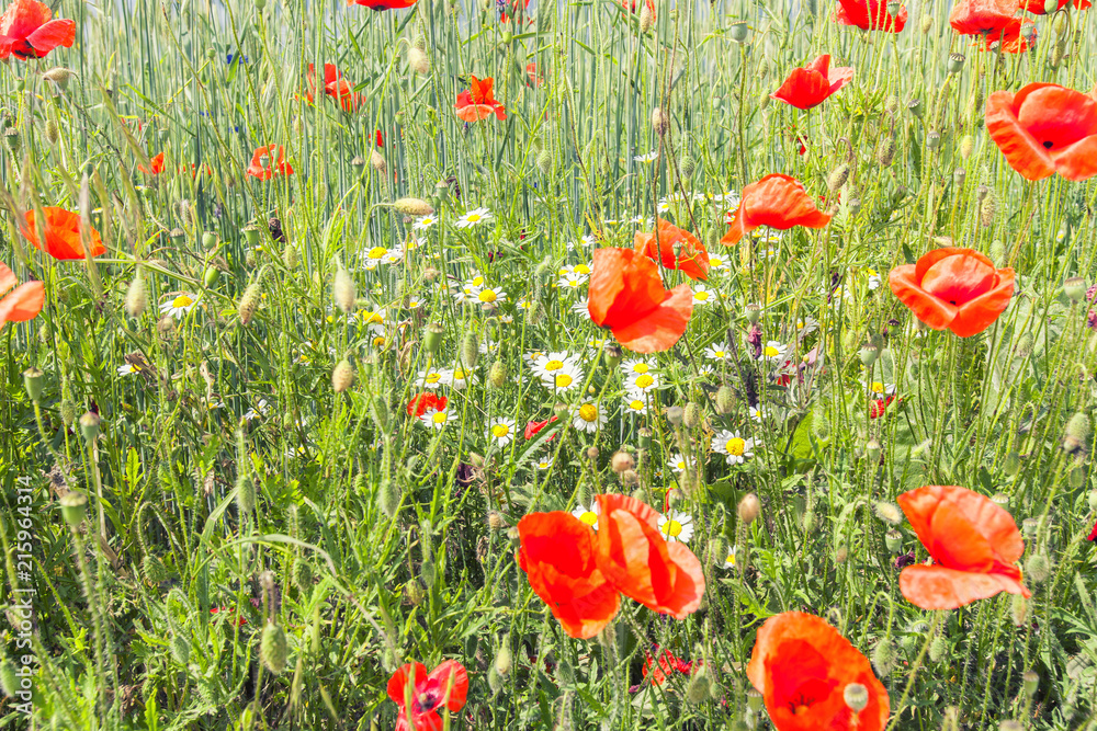 Obraz premium field of red poppies 