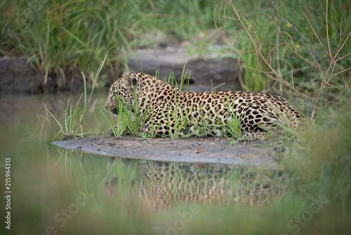 A horizontal, colour image of a leopard, Panthera pardus, resting on a grassy sand bank island in the Greater Kruger Transfrontier Park, South Africa.