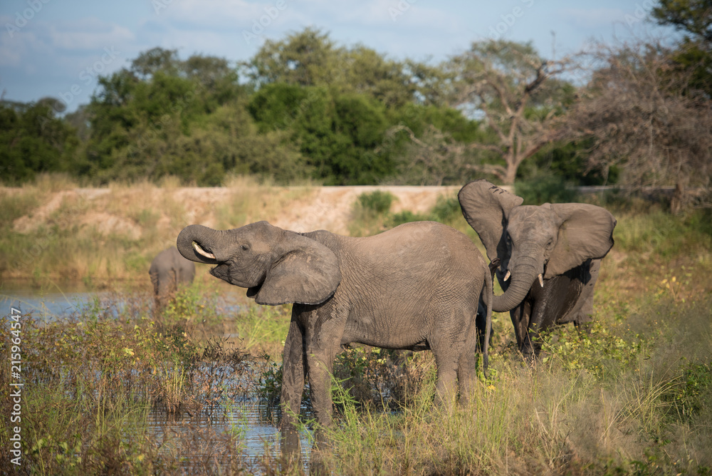 Fototapeta premium A horizontal, full length, colour image of three elephants, Loxodonta africana, in the Greater Kruger Transfrontier Park, South Africa.