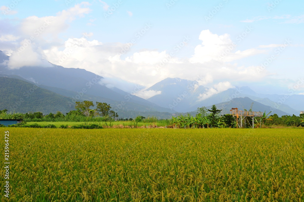 Beautiful landscape of mountains and rice field in Hualien, Taiwan