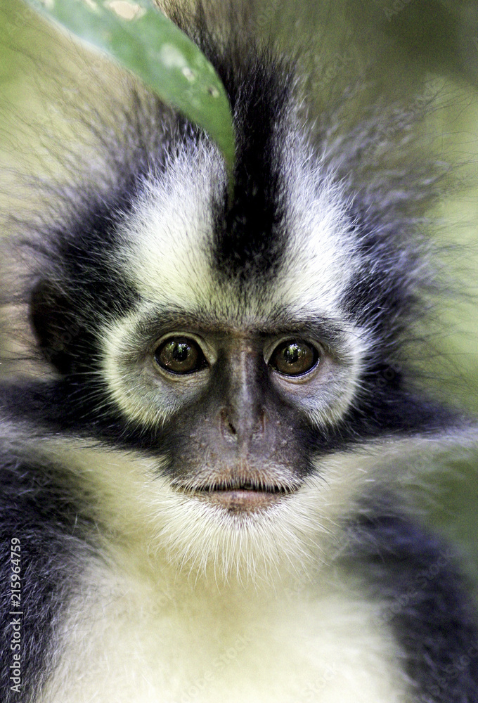 Thomas's Langur (Presbytis thomasi) monkey, Gunung Leuser national park, Sumatra
