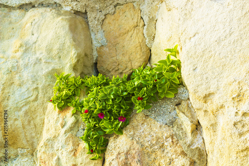 Aptenia cordifolia plant with pink flowers growing on rock. Mesembryanthemum cordifolium with pink flowers, baby sun rose, heartleaf iceplant photo