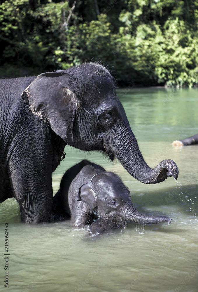 Fototapeta premium Słoń sumatrzański (Elephas maximus sumatranus), kąpiel w rzece z dzieckiem