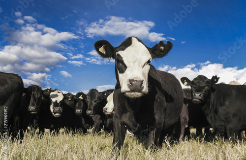 Herd of curious cattle in dry summer field, New Zealand