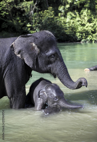 Sumatran elephant (Elephas maximus sumatranus) bathing in river with baby