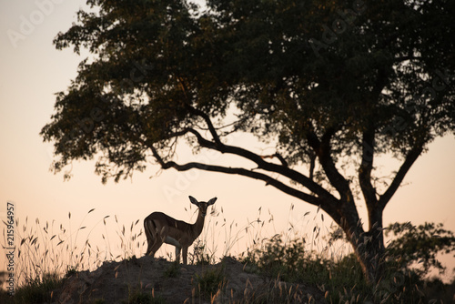 A horizontal, back lit colour image of a lone impala doe, Aepyceros melampus, silhouetted against a pale orange sky at Djuma private game reserve, South Africa. © Villiers
