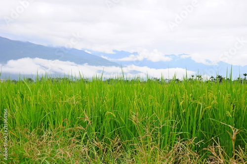 Beautiful landscape of mountains and rice field in Hualien, Taiwan