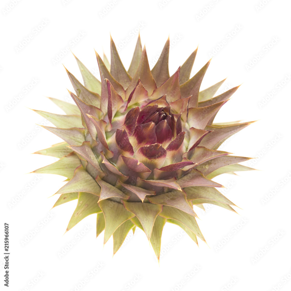 Flora of Gran Canaria - globe artichoke Flora of Gran Canaria - globe artichoke