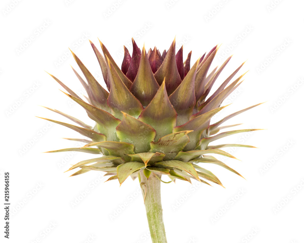 Flora of Gran Canaria - globe artichoke Flora of Gran Canaria - globe artichoke