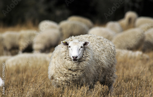 Sheep with full fleece of wool ready for summer shearing, New Zealand