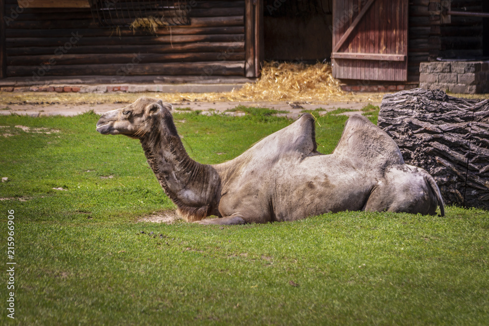 Fototapeta premium Camel Rest in the Shadow