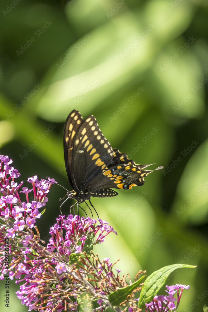 Papilio polyxenes, eastern black swallowtail Papilio polyxenes, eastern black swallowtail