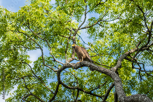 Crested serpent eagle (Spilornis cheela) perched on big tree branch. Uda Walawe national park, Sri Lanka.