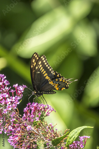 Papilio polyxenes, eastern black swallowtail © John Anderson