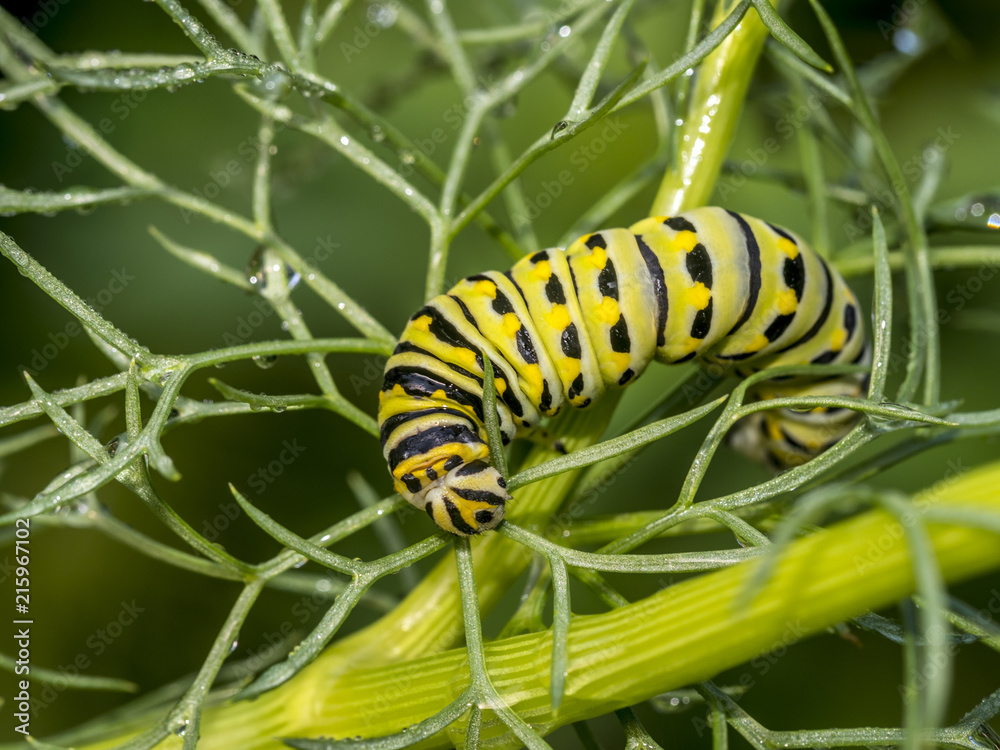 Fototapeta premium Monarchn Caterpillar, larval, Lepidoptera