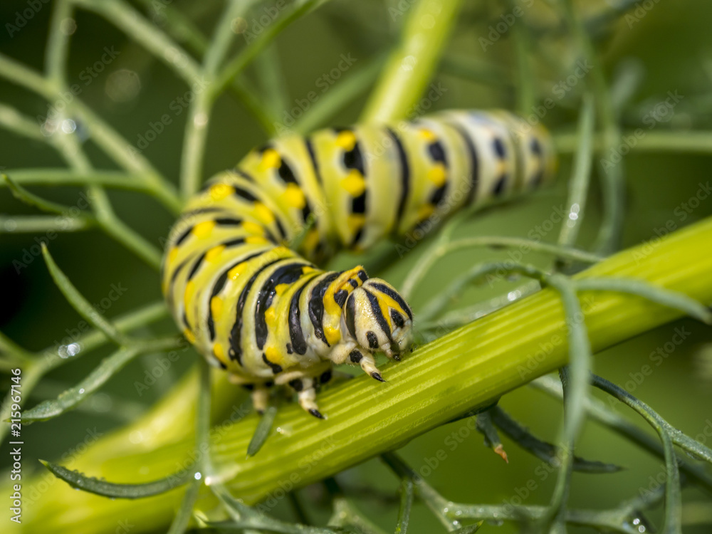 Naklejka premium Monarchn Caterpillar, larval, Lepidoptera