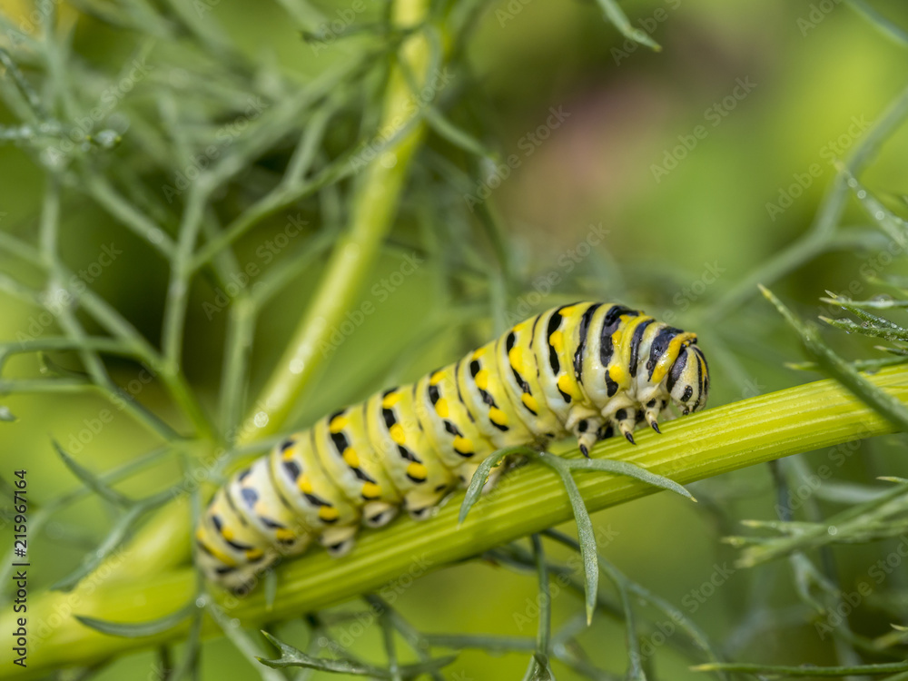 Monarchn Caterpillar, larval, Lepidoptera