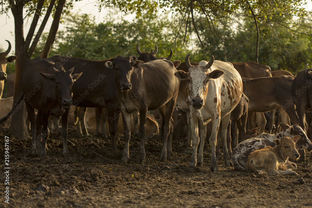 Group of cow in cowshed with beautiful sunset scene. Cows in the farm at country Thailand