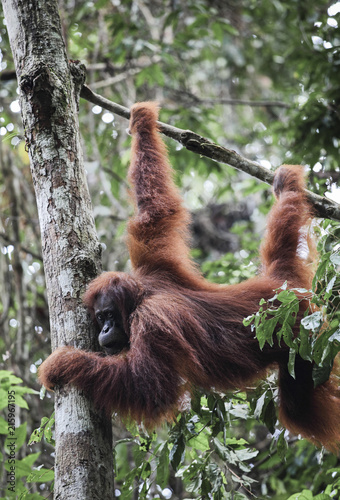 Sumatran orangutan (Pongo abelii) hanging from tree in Gunung Leuser National Park