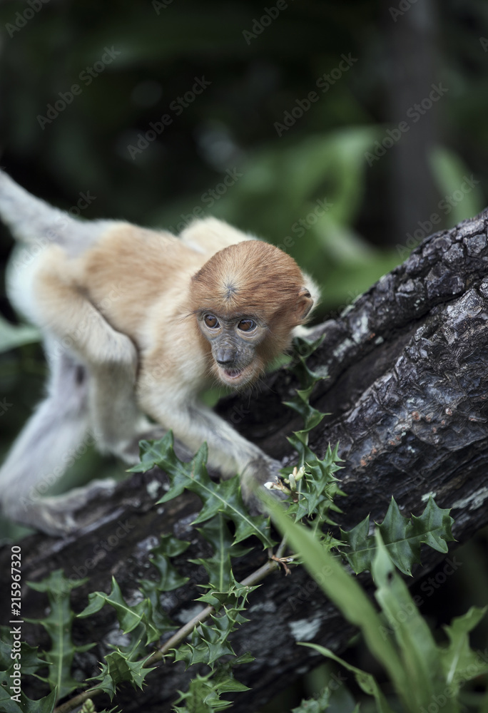 Baby proboscis monkey in mangrove forest, Borneo, Malaysia