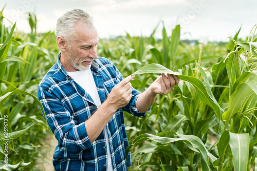 Farmer inspecting corn field summer sunny day