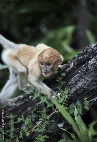 Baby proboscis monkey in mangrove forest, Borneo, Malaysia