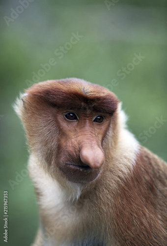 Male proboscis monkey in mangrove forest, Borneo, Malaysia