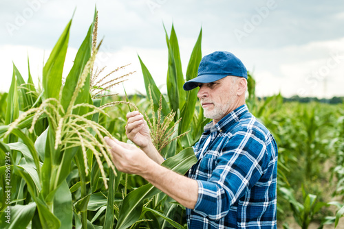The farmer inspects corn field 