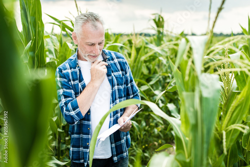Farmer inspecting corn field summer sunny day