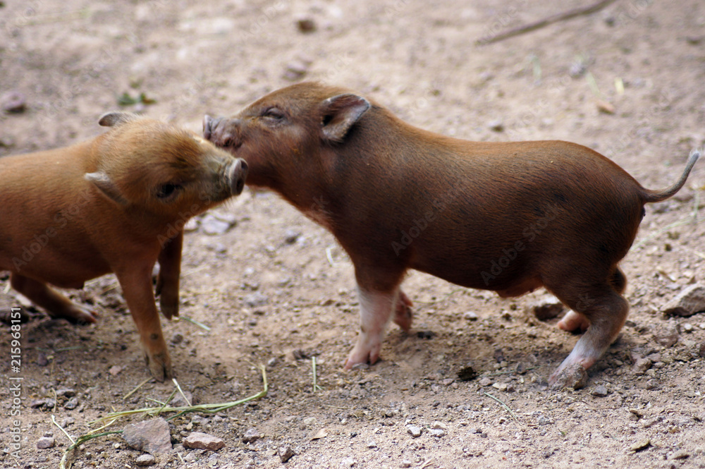 Portrait von Mini Schweine im Zoo Portrait von Mini Schweine im Zoo