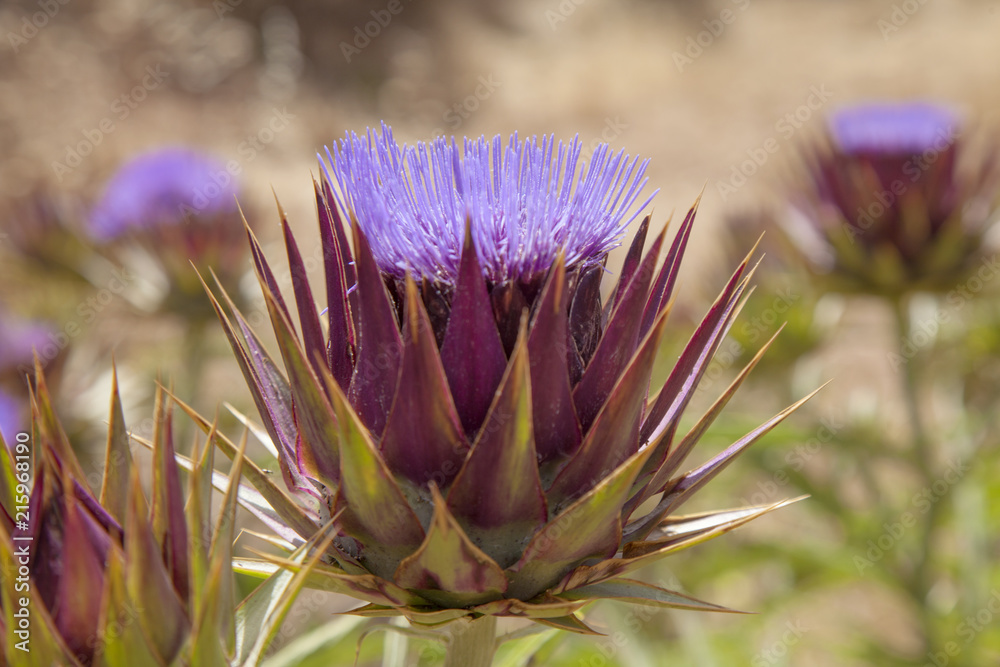 Flora of Gran Canaria - globe artichoke Flora of Gran Canaria - globe artichoke