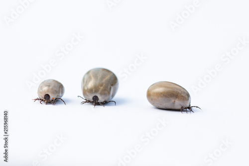 Gesundheitsgefahr! Drei vollgesogene Zecken photo