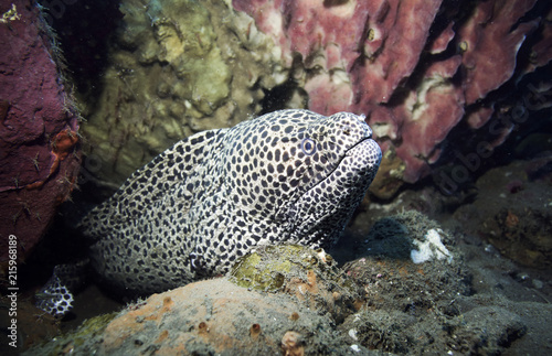 Laced moray eel (Gymnothorax favagineus) underwater among coral reef in Bali