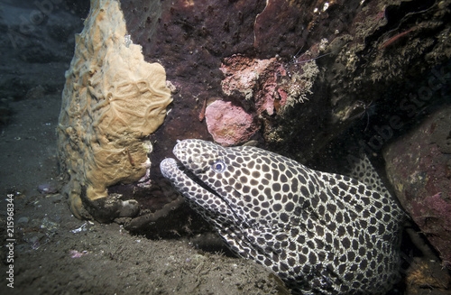 Laced moray eel (Gymnothorax favagineus) underwater among coral reef in Bali