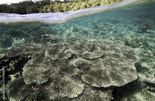 Coral reef underwater view, Bunaken Island, Sulawesi, Indonesia