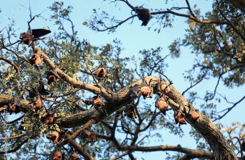 Indian flying fox (Pteropus giganteus) colony hanging from tree, Sri Lanka