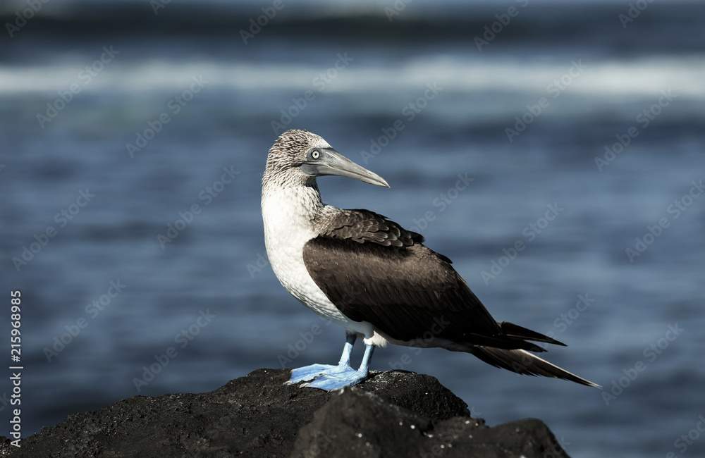 Blue footed booby (Sula nebouxii) standing on volcanic rock, Galapagos Islands