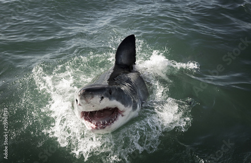 Great white shark (Carcharodon carcharias) breaching on ocean surface