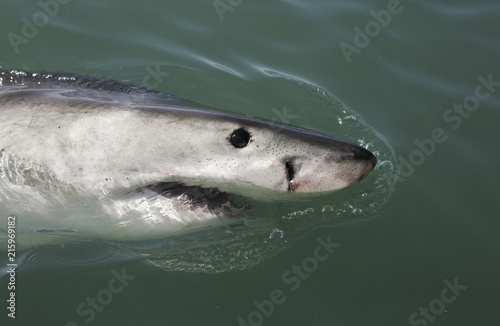 Great white shark (Carcharodon carcharias) swimming on ocean surface, South Africa